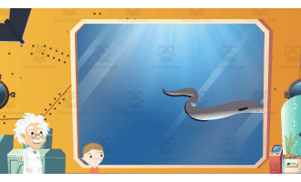 Rare Ocean Animals | Animated Ocean Video Lesson