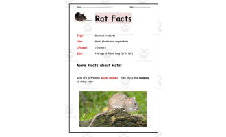 Rats Worksheet Set