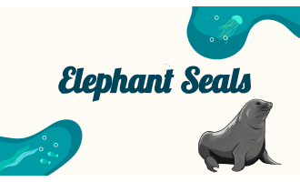 Reading Comprehension Nonfiction Set 1 Sample: Elephant Seals (Slides)