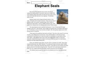 Reading Comprehension Nonfiction Set 1 Sample: Elephant Seals (Word)