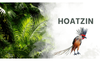 Reading Comprehension Nonfiction Set 2 Sample: Hoatzin (Slides)