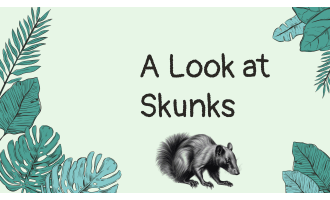 Reading Comprehension Nonfiction Set 3 Sample: A Look at Skunks (PPT)