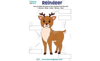 Reindeer Activity