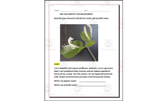 Research: Wildflower