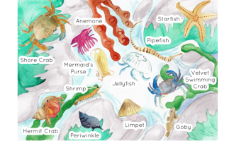 Rock Pool Habitat Poster