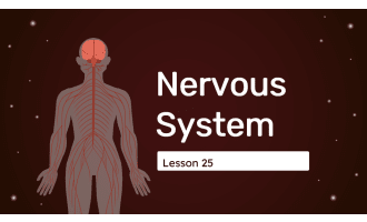 Science Reading Comprehension 25: Nervous System PPT