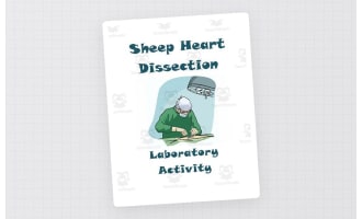 Sheep Heart Dissection Lab ~ Anatomy and Physiology
