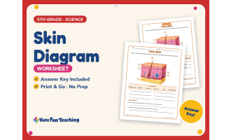 Skin Diagram Worksheet – 5th Grade Anatomy & Human Body Practice