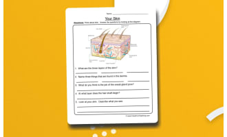 Skin Diagram Worksheet – Body Systems Activity