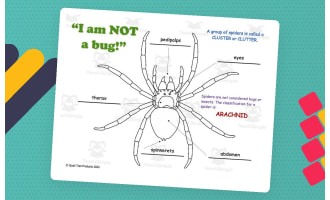 Spider Web Thematic Unit - Worksheets & Activities