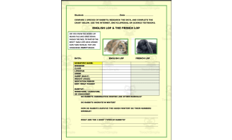 Spring Biology Activity: Rabbits