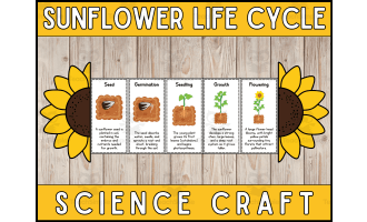 Sunflower Life Cycle Craft Foldable Science Cut and Paste Activity
