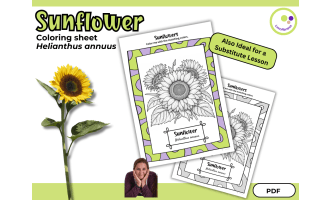 Sunflowers – Coloring Sheet | Helianthus annuus