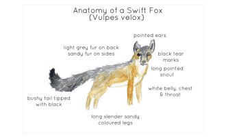 Swift Fox Anatomy Printable Poster