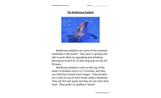 The Bottlenose Dolphin Reading Comprehension Worksheet
