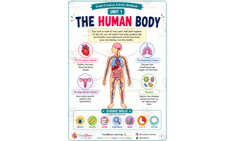 The Human Body Activity Workbook | Biology Worksheets