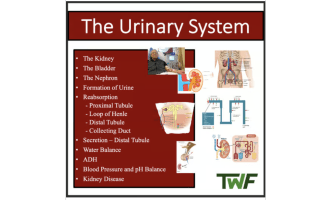 The Urinary System - Senior Biology lesson