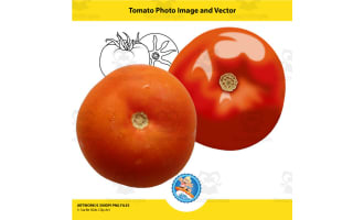 Tomato Photo Image and Vector