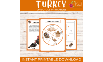 Turkey life cycle diagram fall thanksgiving bird science unit study