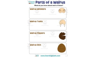 Walrus Activity