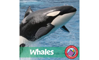 Whales Gr. 2-3
