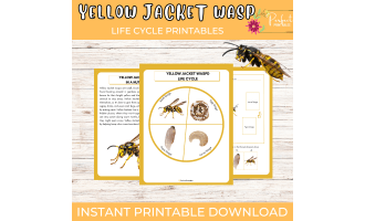 Yellow Jacket Wasp Life Cycle Worksheet- Insect Science Unit Study