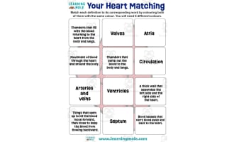 Your Heart Activity