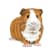 Guinea Pig Education