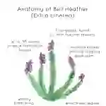 6 Anatomy Prints (Rose, Roe Deer, Bagpipes, Thistle, Heather and Highland Cow)