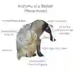 Anatomy of a Badger