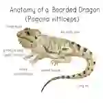 Anatomy of a Bearded Dragon