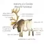 Anatomy of a Caribou
