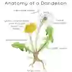 Anatomy of a Dandelion