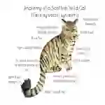 Anatomy of a Scottish Wild Cat