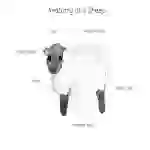 Anatomy of a Sheep