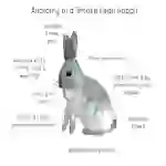 Anatomy of a Smoke Pearl Rabbit