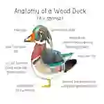 Anatomy of a Wood Duck
