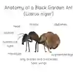 Anatomy of Black Garden Ant