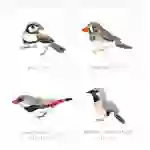 Australian Finch Flashcard Prints | Printable Foreign Finch Poster | Australian Nature Study