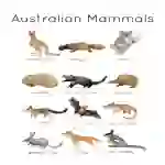 Australian Mammal Flashcards and Poster | Australian Wildlife | Nature Study Australia | Marsupials