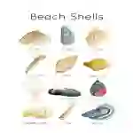 Beach Shell Flashcards and ID Poster Set
