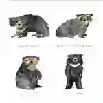 Bears of the World Printable Flashcards & Poster