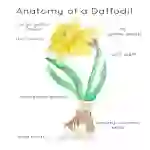 British National Flower Anatomy Posters | Set of 4 Flower Anatomy Posters | Shamrock, Daffodil, Thistle & Rose Posters