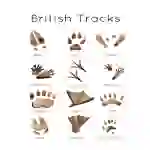 British Wildlife Tracks Printable Flashcards | Nature Study Printables