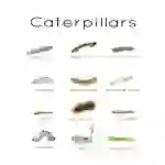 Caterpillar Types Printable Flashcards | Digital Download Watercolour Education Resource