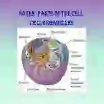 Cell Organelle PowerPoint Presentation