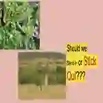 Chameleon or Giraffe? Blending In Versus Sticking Out Social Skills Lesson