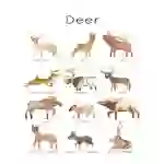 Deer of the World Flashcards | Printable Wildlife Flashcard Set