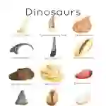 Dinosaur Fossils Poster