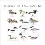 Ducks of the World Flashcards | Printable Water Colour Flashcards